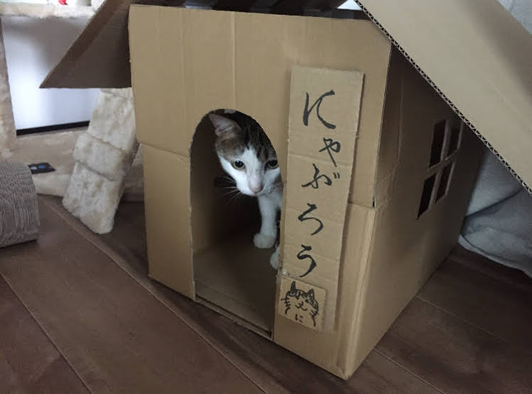 「猫に学ぶビジネス哲学」ＦＭ沖縄Ｆｉｎｅ！で放送中
